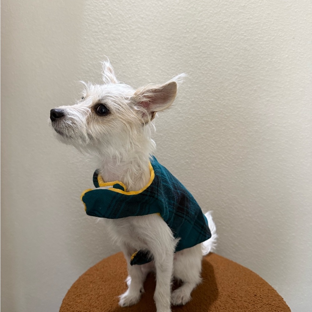 Stylish Green and Yellow Dog Jacket